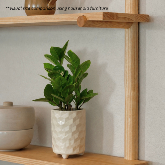 Zamioculcas Zamiifolia in Hexa Pot