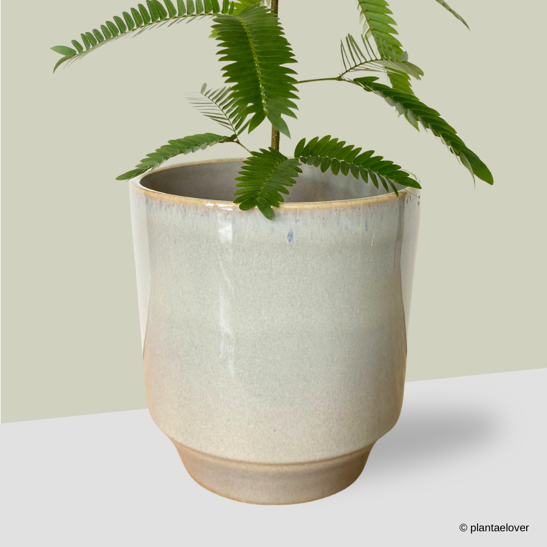 Japanese Everfresh Tree in Minima Pot