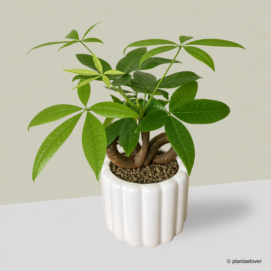 Pachira Aquatica 'QQ' Heart Shape in Eclairs Pot