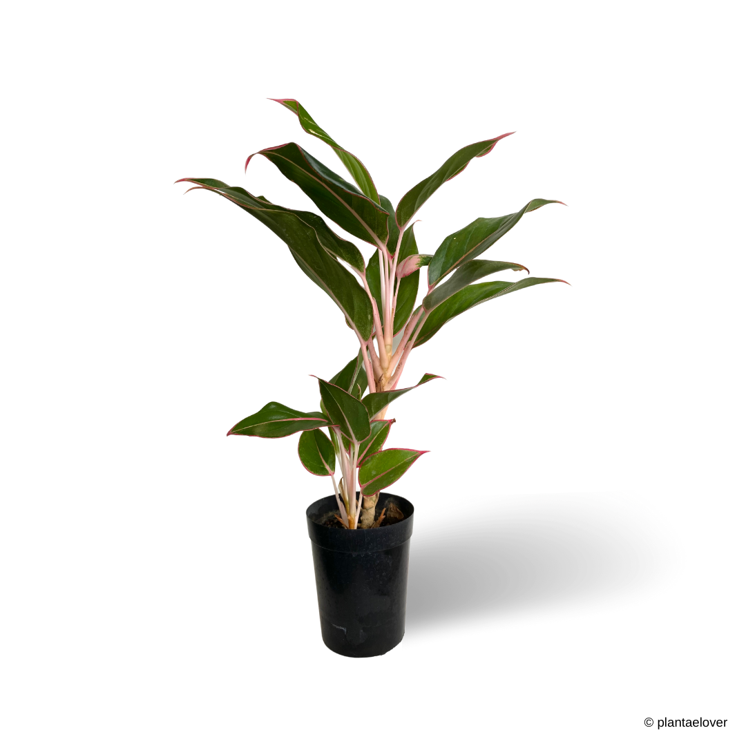 aglaonema black lipstick Aglaonema Black Lipstick – plantaelover