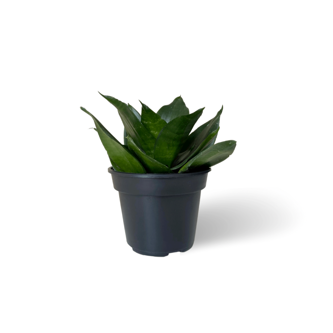 Sansevieria Hahnii Jade – plantaelover