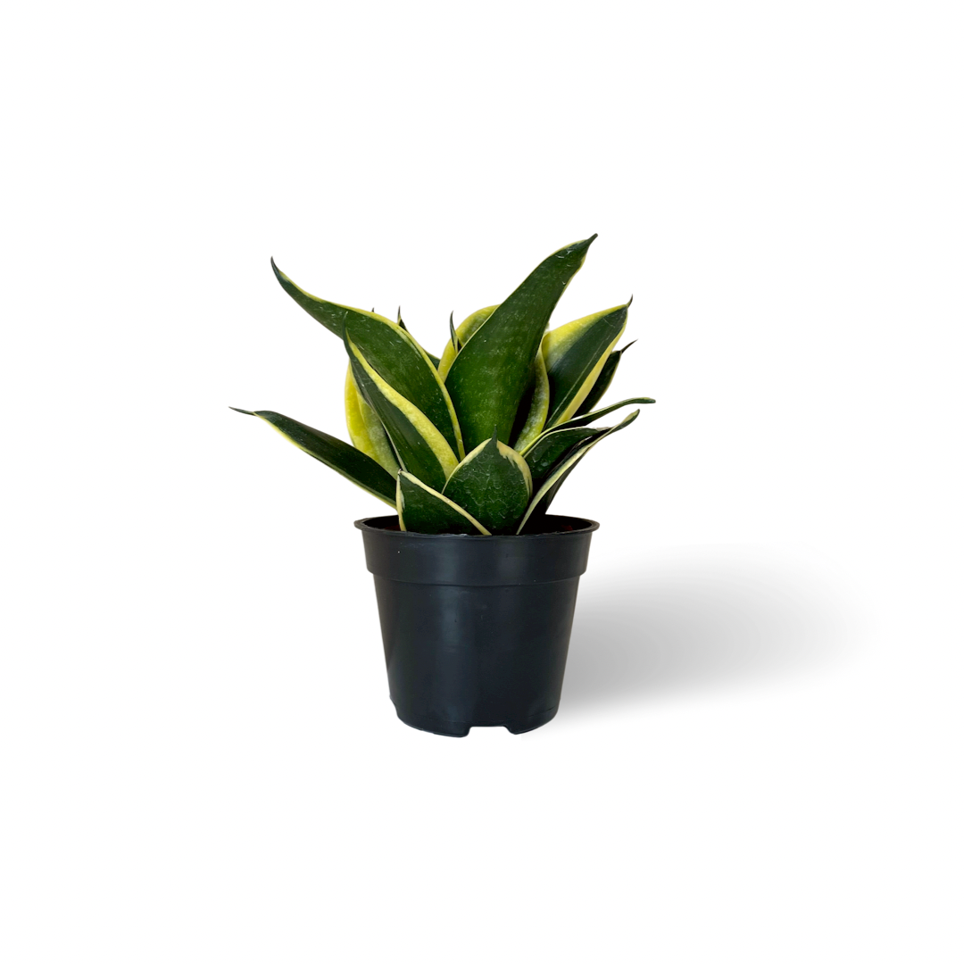 sansevieria hahnii marginata Sansevieria Hahnii Jade Marginata – plantaelover