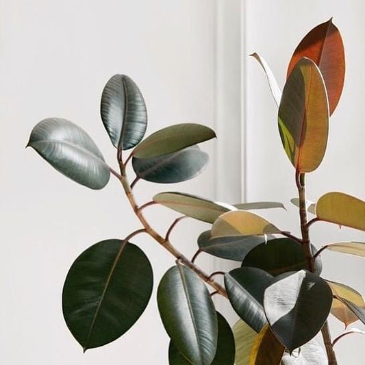 Ficus Elastica