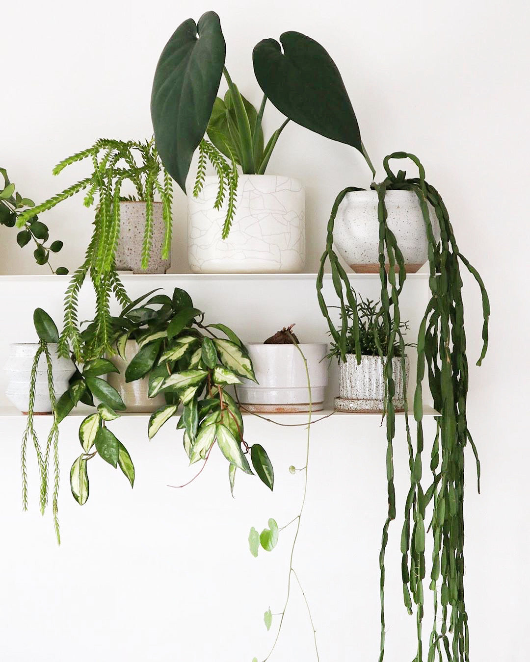 Styling Your Shelves with Green Plants: A Guide to Chic and Green Living