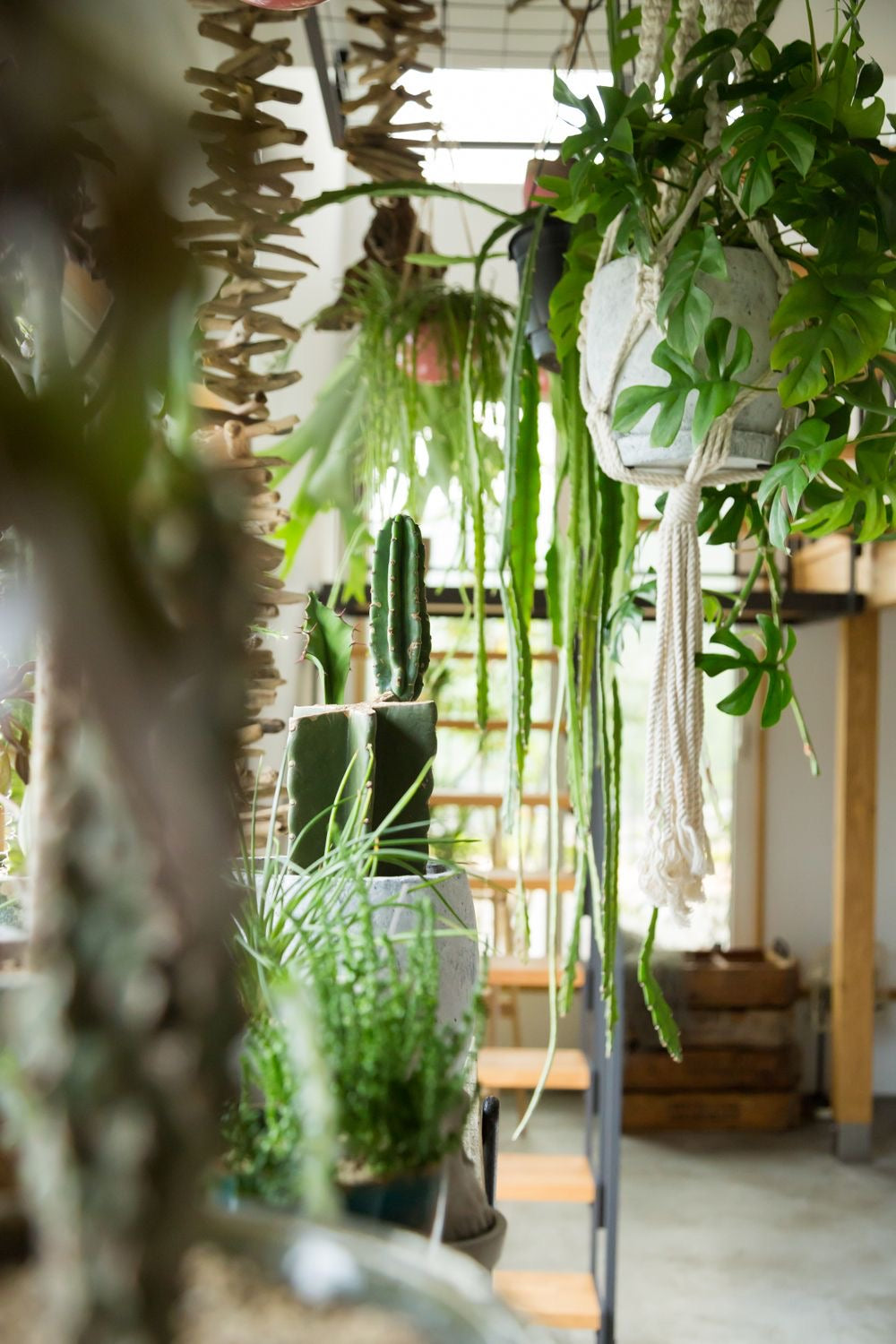 Top 7 Essential Tips for Thriving Indoor Plants