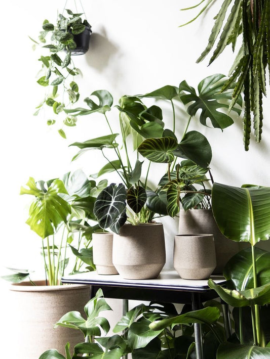 The Ultimate Guide to Lighting for Indoor Plants: Finding the Perfect Balance