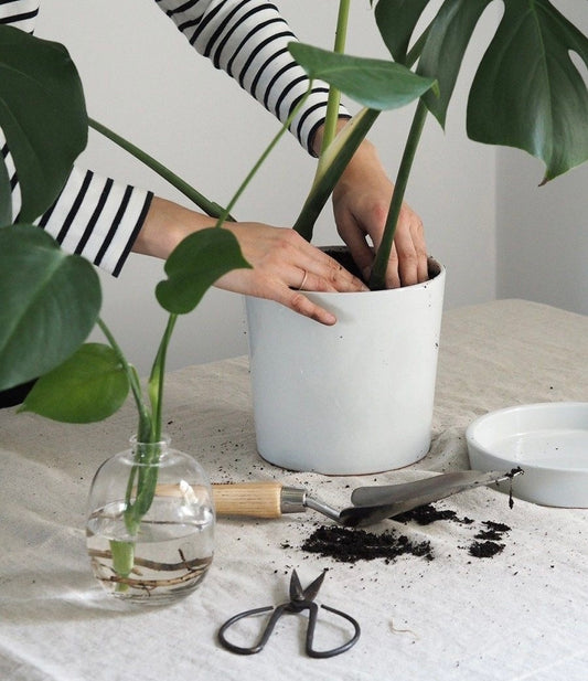 Step-by-Step Guide: How to Repot Indoor Plants