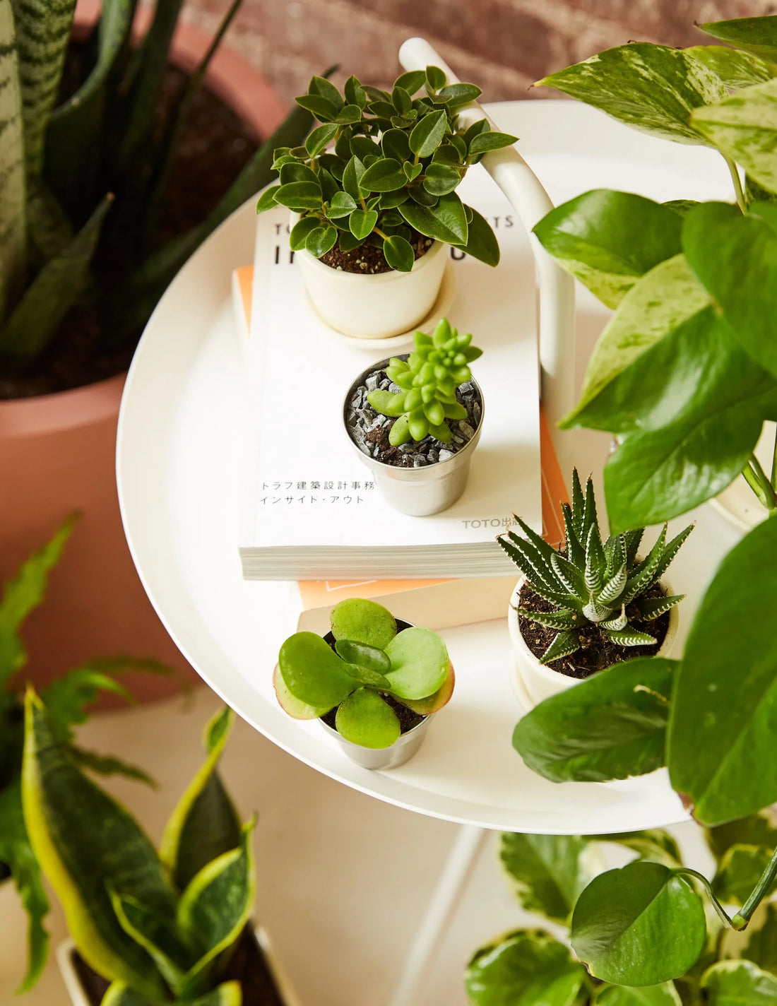 The Best Low-Maintenance Indoor Plants for Beginners