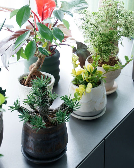 2026 Indoor Plant Trends: Curated Vibes, Designer Pots & Slow Living 🌿