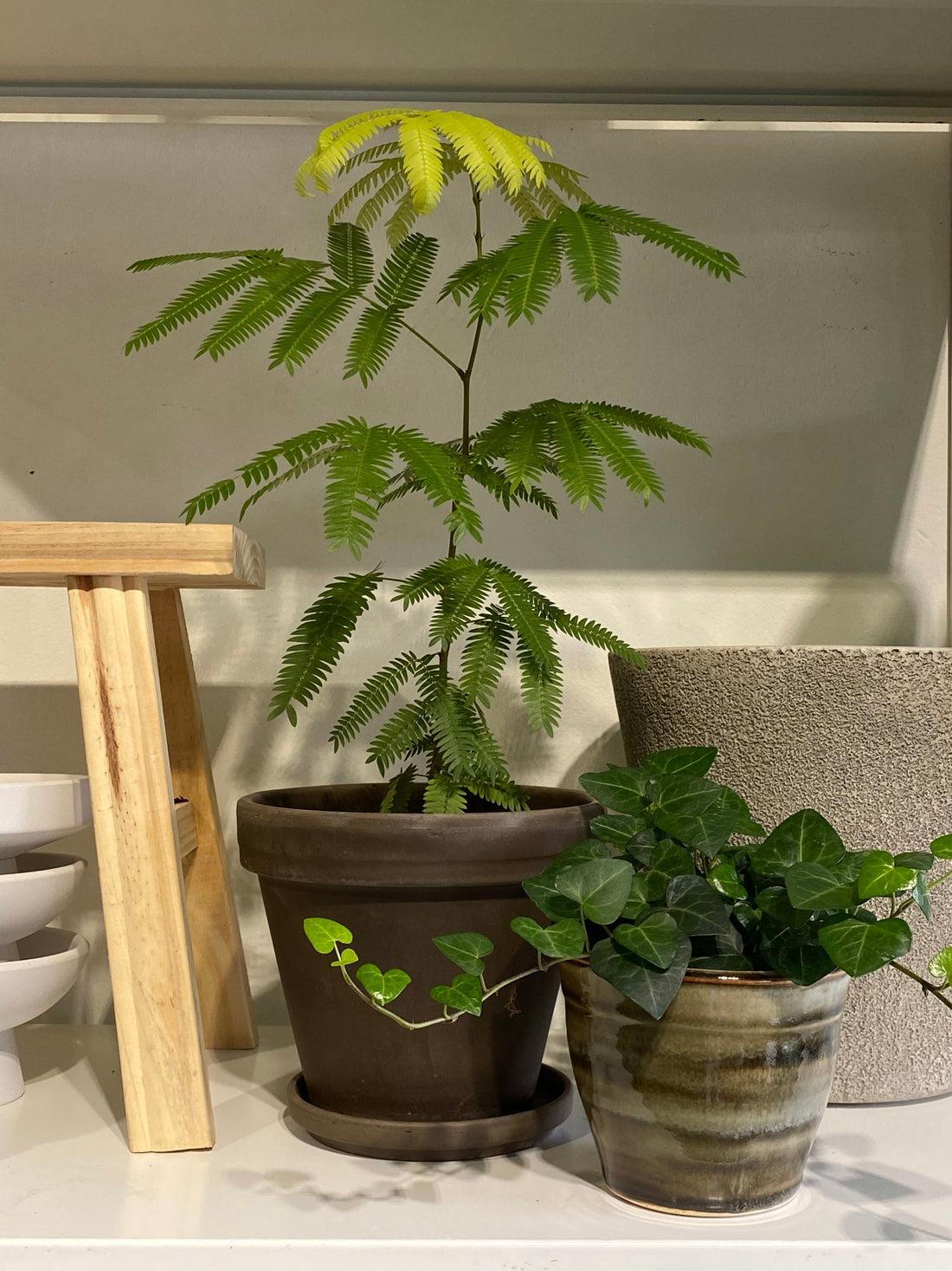 Japanese Everfresh Tree: Living Softly With Green at Home