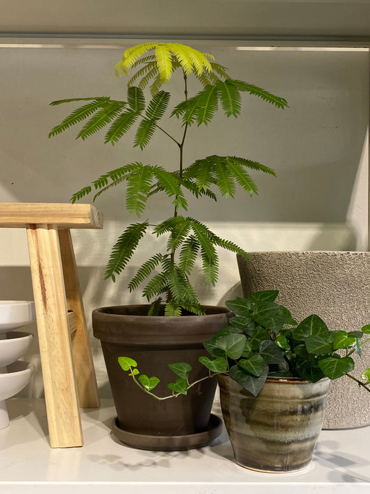 Japanese Everfresh Tree: Living Softly With Green at Home