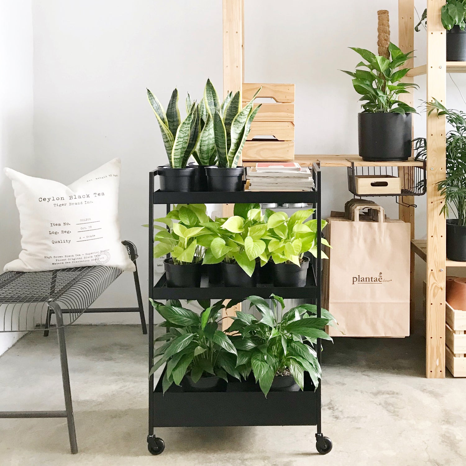 Plants Only