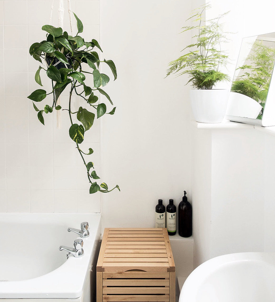 Plants For Bathroom