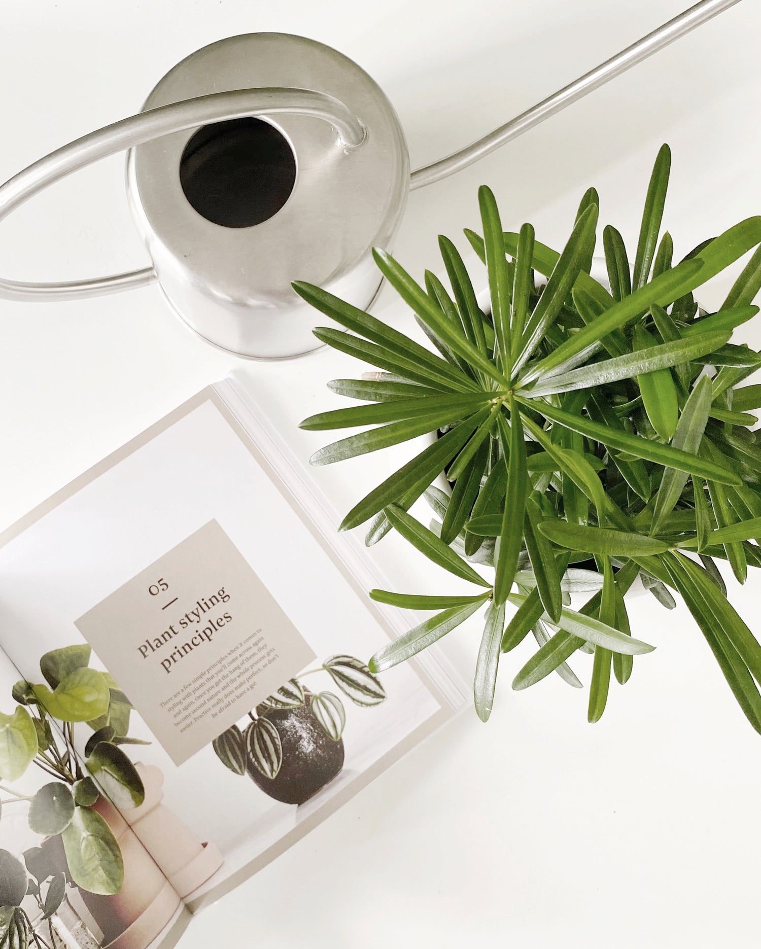 Plants For Beginners