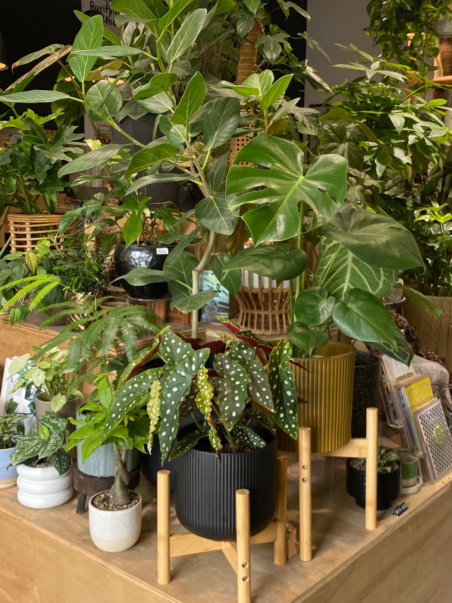 All Curated Potted Plants