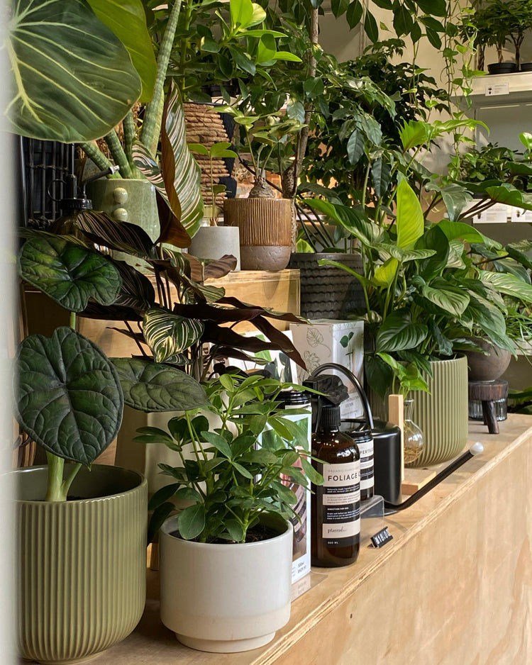 Curated Potted Plant