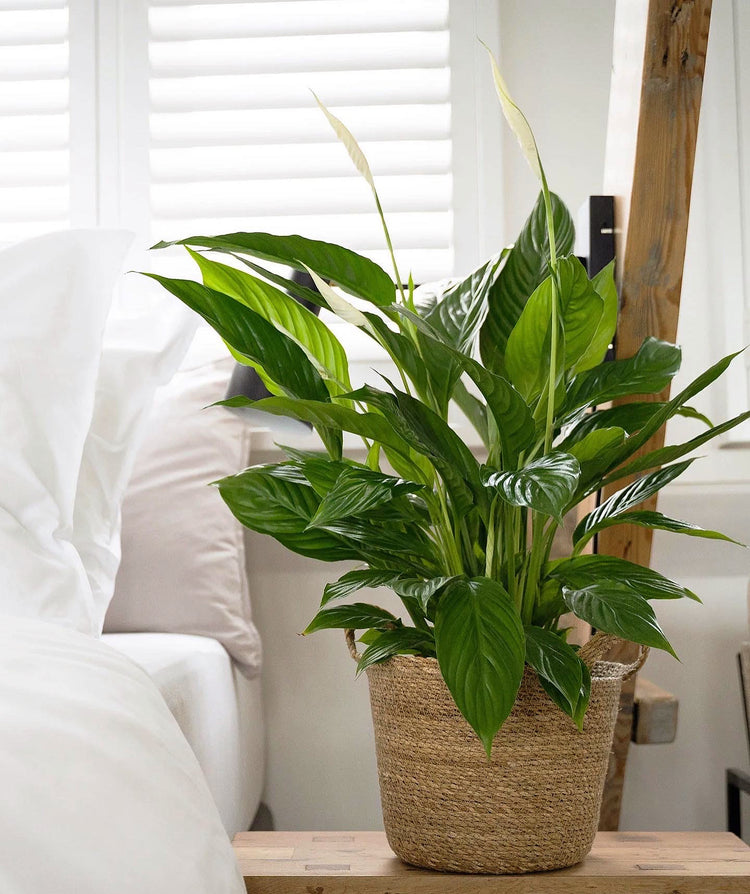 Air Purifying Plants