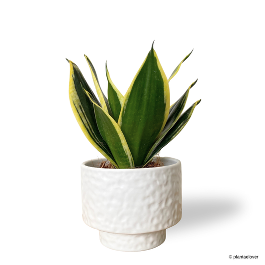 Sansevieria Hahnii Jade in Moonlight Pot
