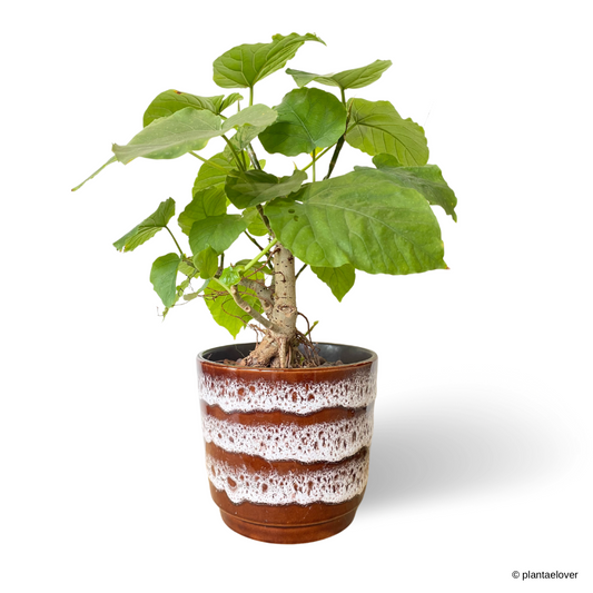 Ficus Umbellata in Umbrine Pot