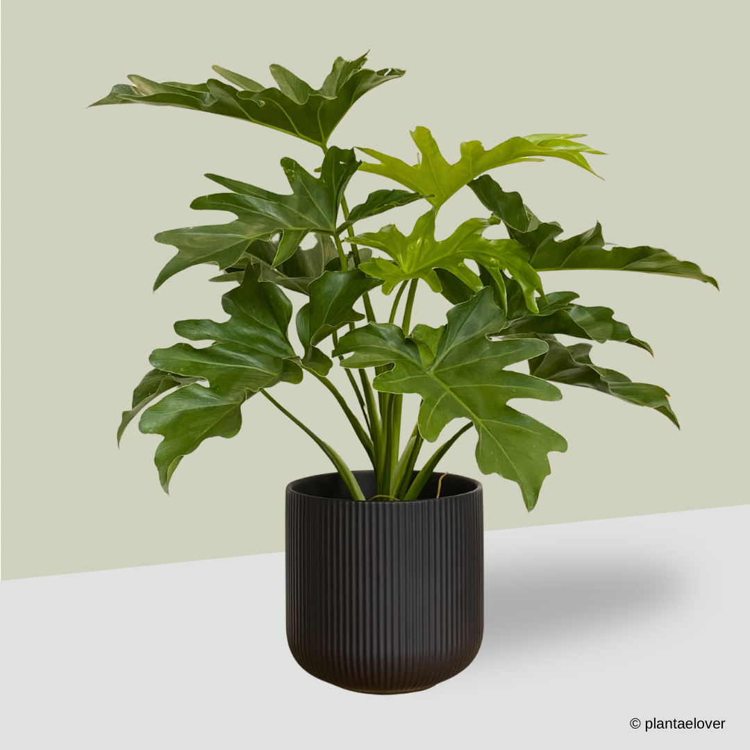 Philodendron Selloum in Cylindrica Pot