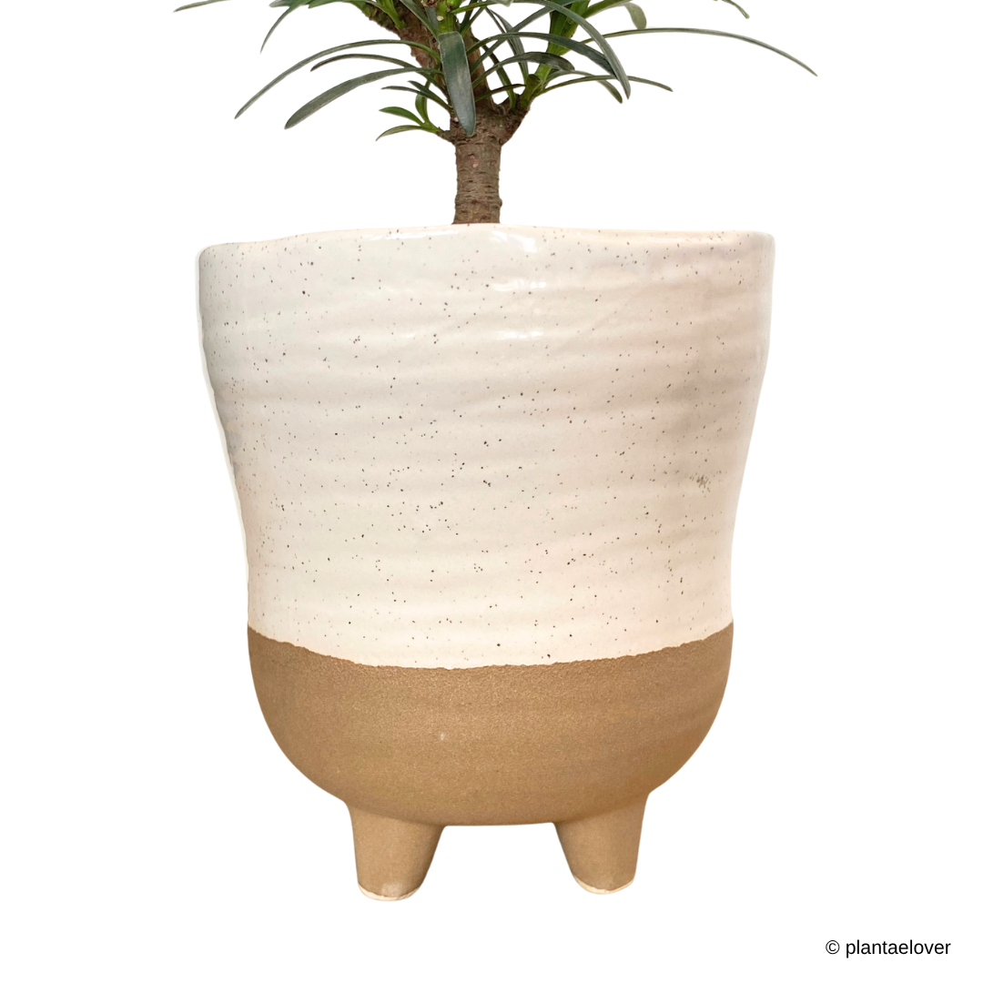 Podocarpus in Dune Pot