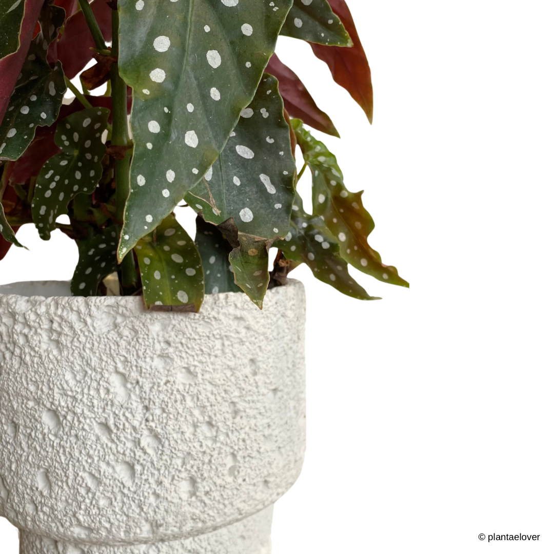 Begonia Maculata in Carra Pot