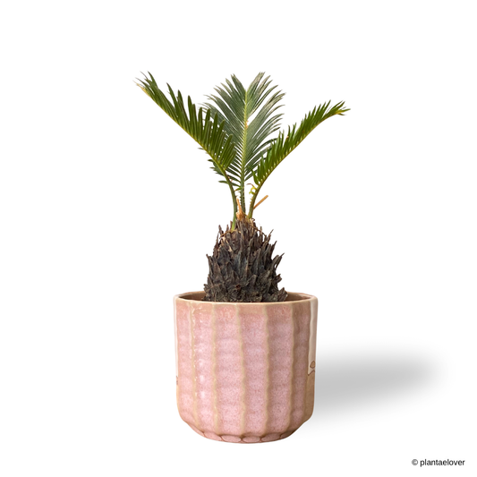 Sago Palm in Azure Pot