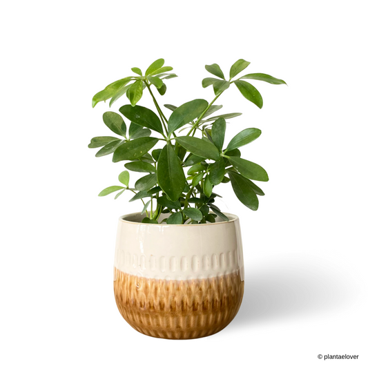 Schefflera Arboricola in Tiramisu Pot