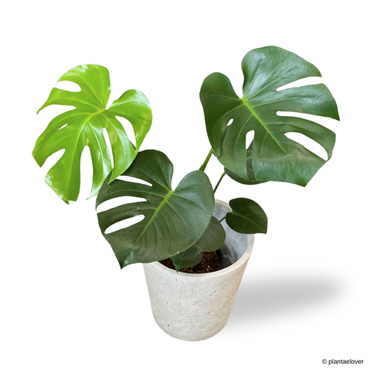 Monstera Deliciosa in Moon Pot