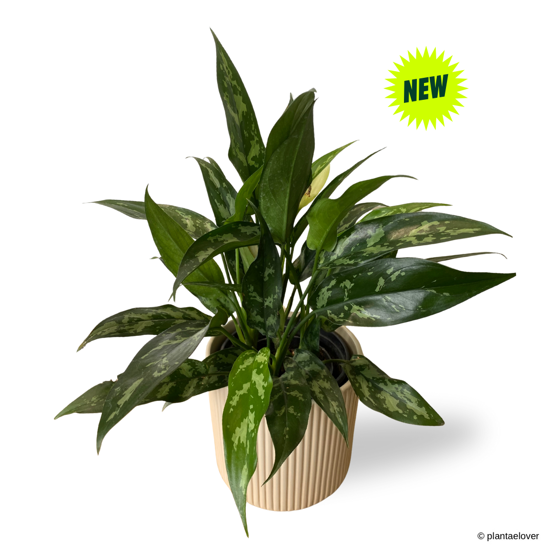 Aglaonema Maria in Cylindrica Pot