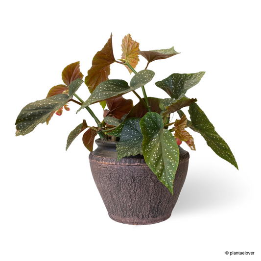 Begonia Lucerna in Capri Pot