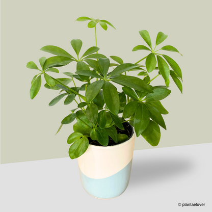 Schefflera Arboricola in Aqua Pot