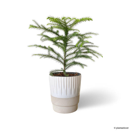 Norfolk Island Pine in Elixa Pot