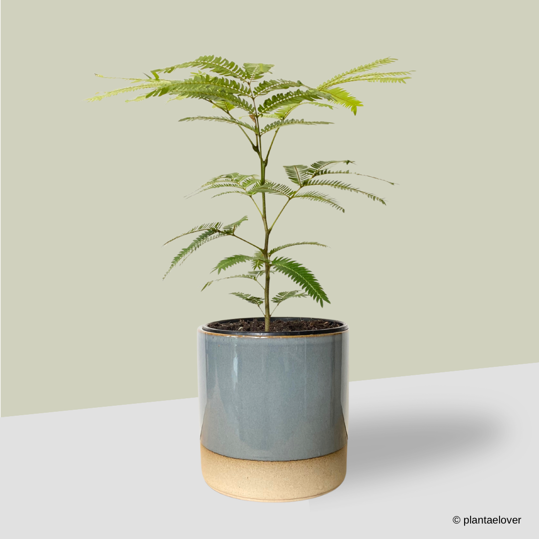 Japanese Everfresh Tree in koi Pot – plantaelover Japanese Everfresh Tree in koi Pot – plantaelover