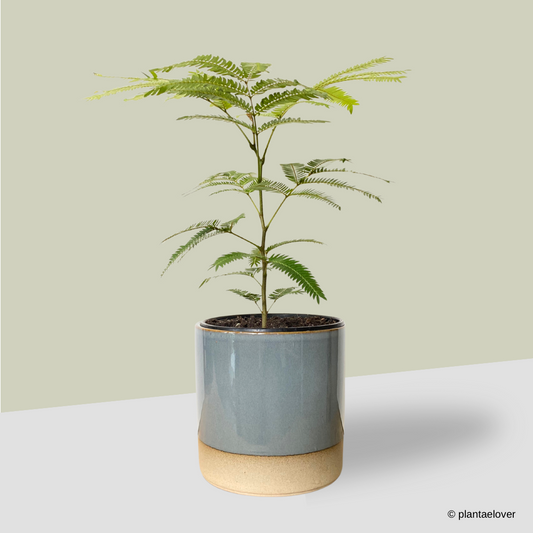 Japanese Everfresh Tree in koi Pot