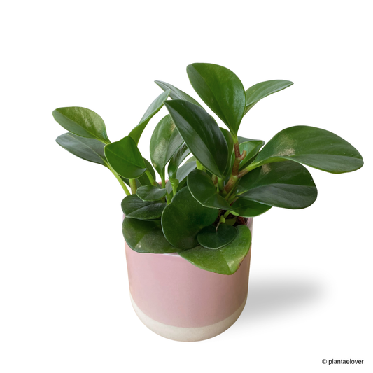 Peperomia Obtusifolia in Moln Pot