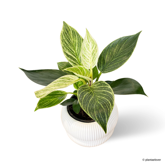 Philodendron Birkin in Laguna Pot