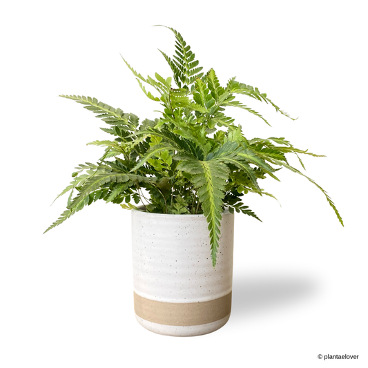 East Indian Holly Fern in Nova Pot