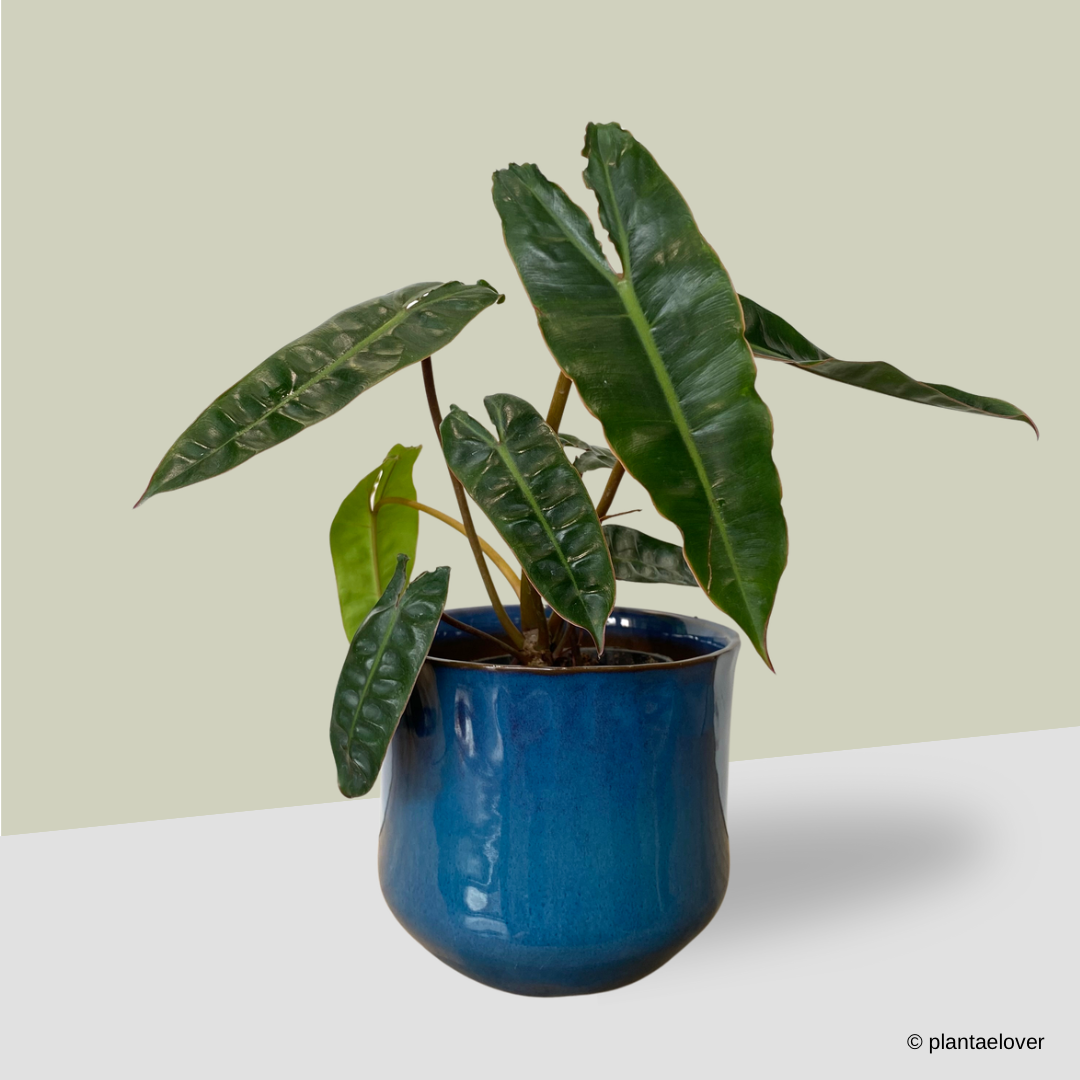 Philodendron Billietiae in Royal Pot