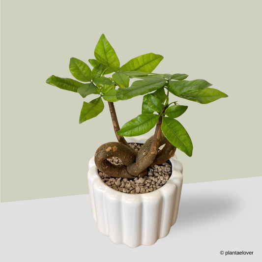 Pachira Aquatica 'QQ' Heart Shape in Eclairs Pot