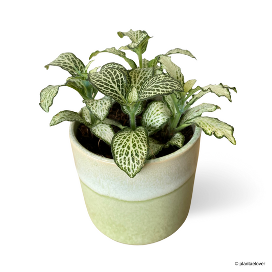 Fittonia in Laurel Pot