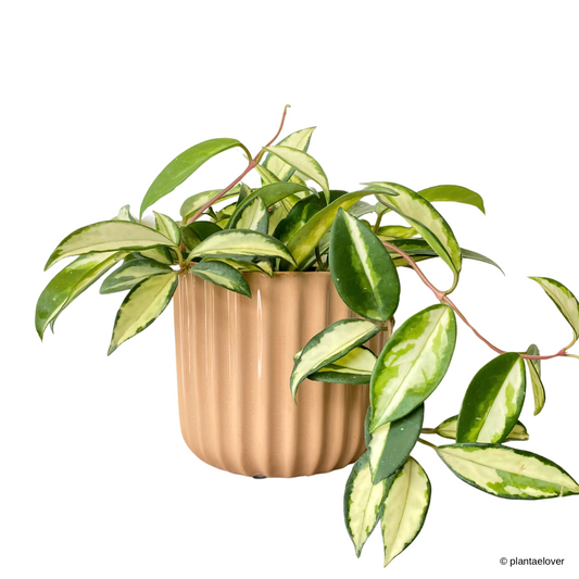 Hoya Carnosa Tricolor in Sunrise Pot