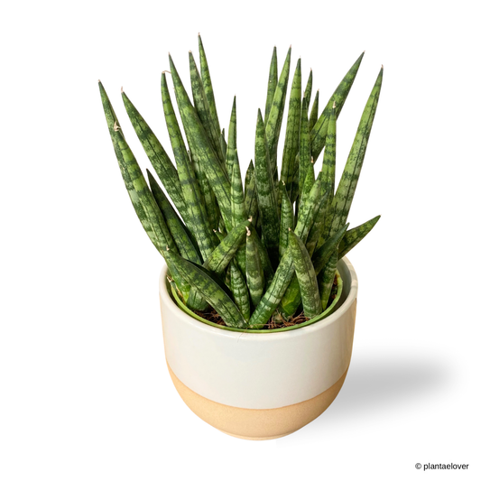 Sansevieria Cylindrica in Float Pot