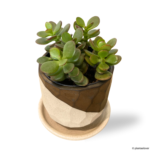 Crassula Ovata in Comb Pot