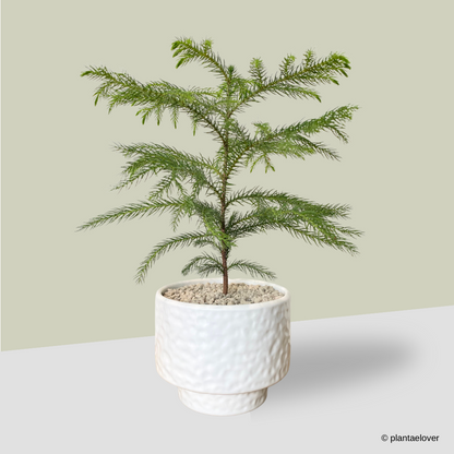 Norfolk Pine in Moonlight Pot
