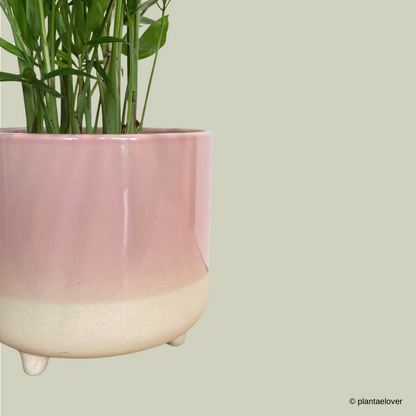 Bamboo Palm in Crepe Pot