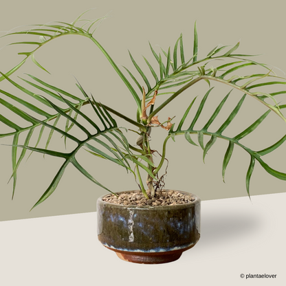 philodendron tortum standort Philodendron Tortum in Rust Pot – plantaelover