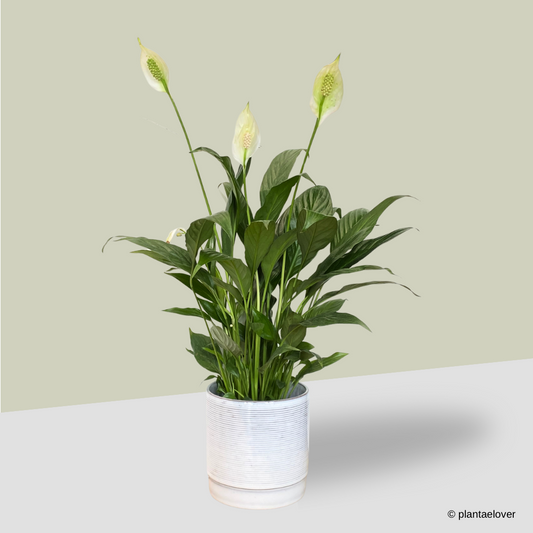 Peace Lily in Atrium Pot