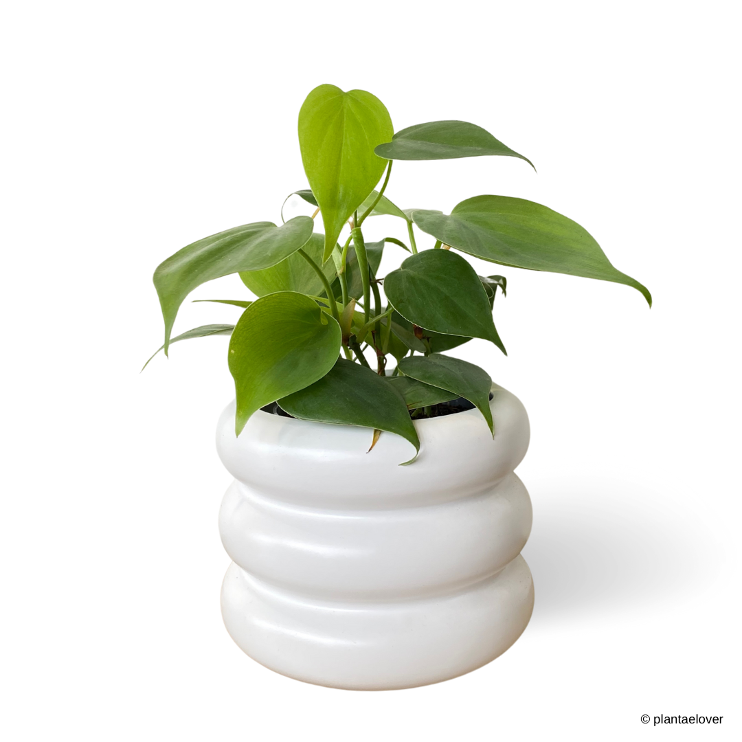 Philodendron Heartleaf in Bagel Pot