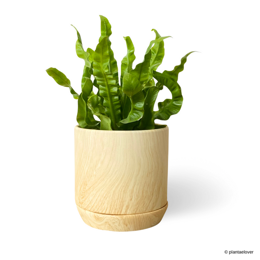 Crispy Wave Fern in Walnut Pot